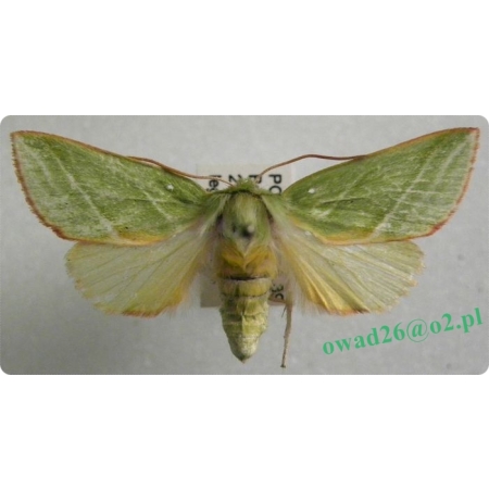 Pseudoips prasinana (Linnaeus, 1758) male